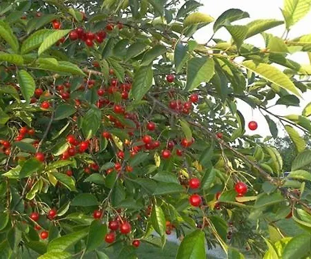 住宿加早餐酒店 红磨坊奥皮里住宿加早餐旅馆