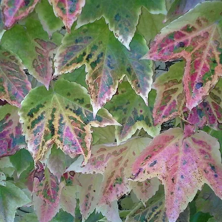 红磨坊奥皮里住宿加早餐旅馆 住宿加早餐酒店 3*