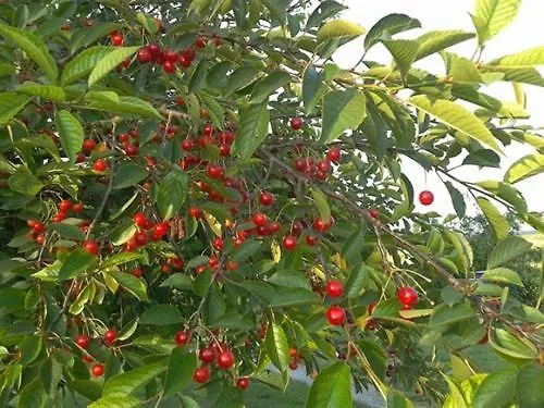 Frühstückspension Au Pre Du Moulin